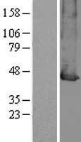MCT2 (SLC16A7) Human Over-expression Lysate