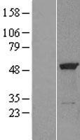 eRF1 (ETF1) Human Over-expression Lysate