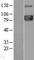 PCSK7 Human Over-expression Lysate