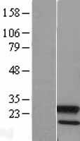 Apg12 (ATG12) Human Over-expression Lysate