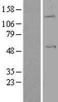 ANGPTL1 Human Over-expression Lysate