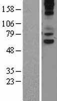 VNN1 Human Over-expression Lysate