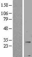 PNPLA4 Human Over-expression Lysate