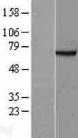 FANCG Human Over-expression Lysate