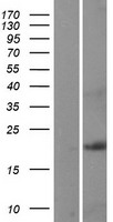 PLAAT4 Human Over-expression Lysate