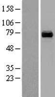 PCK2 Human Over-expression Lysate