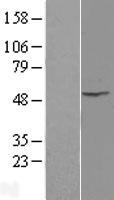 Integrin Linked Kinase (ILK) Human Over-expression Lysate