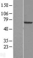 FOXA3 Human Over-expression Lysate
