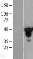 FOXA1 Human Over-expression Lysate
