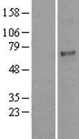 Glypican 5 (GPC5) Human Over-expression Lysate