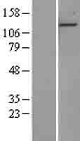 PHC1 Human Over-expression Lysate