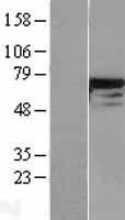 DDX5 Human Over-expression Lysate