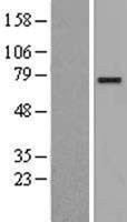 Calmegin (CLGN) Human Over-expression Lysate