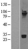 Cadherin 7 (CDH7) Human Over-expression Lysate