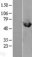 Calreticulin (CALR) Human Over-expression Lysate