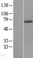 SOCS6 Human Over-expression Lysate