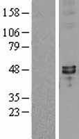 Synaptotagmin VII (SYT7) Human Over-expression Lysate
