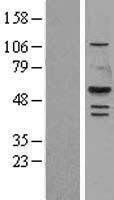 LIPF Human Over-expression Lysate