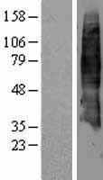 SLC7A4 Human Over-expression Lysate