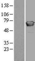 GBP2 Human Over-expression Lysate