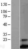 FCER1G Human Over-expression Lysate