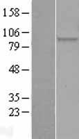 elF2 alpha (EIF2S1) Human Over-expression Lysate