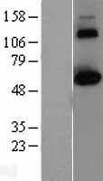 CLK2 Human Over-expression Lysate