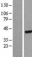 EIF2S2 Human Over-expression Lysate