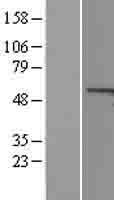 Cyclin A1 (CCNA1) Human Over-expression Lysate