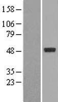 PXR (NR1I2) Human Over-expression Lysate