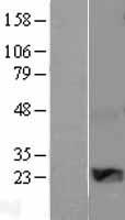 CCN5 Human Over-expression Lysate