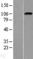 Neuropilin 1 (NRP1) Human Over-expression Lysate
