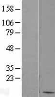 BANF1 Human Over-expression Lysate