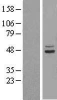 SUCLA2 Human Over-expression Lysate