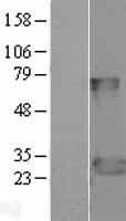 FADD Human Over-expression Lysate