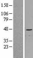 NR5A2 Human Over-expression Lysate