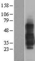 TNFRSF14 Human Over-expression Lysate