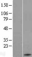 HRK Human Over-expression Lysate