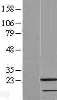 RAIDD (CRADD) Human Over-expression Lysate