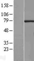 HCE (RNGTT) Human Over-expression Lysate