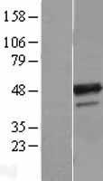 B4GALT3 Human Over-expression Lysate