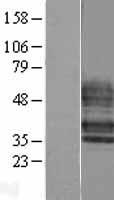 EDG6 (S1PR4) Human Over-expression Lysate