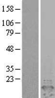 PEA15 Human Over-expression Lysate