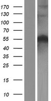 Beclin 1 (BECN1) Human Over-expression Lysate