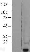 VAMP8 Human Over-expression Lysate