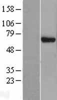 EIF3D Human Over-expression Lysate