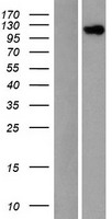 eIF3s8 (EIF3C) Human Over-expression Lysate