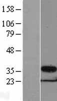 PSMG1 Human Over-expression Lysate