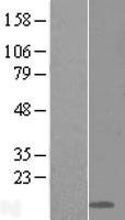 LY6D Human Over-expression Lysate