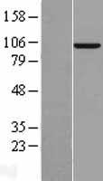 MAP4K3 Human Over-expression Lysate